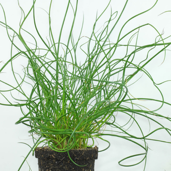 Sit rozpierzchły Spiralis