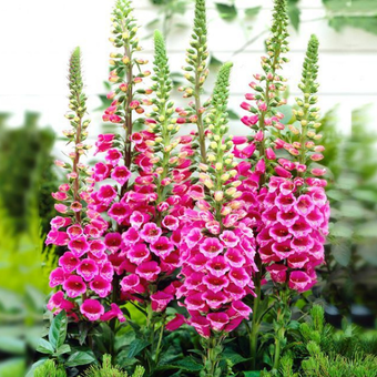 Naparstnica purpurowa