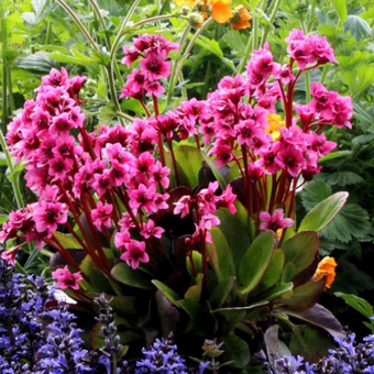 Bergenia 'Bergeniax hybrid' Flirt  PBR  