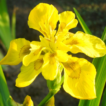 Irys, Kosacies 'Iris pseudacorus' Flore Piano 