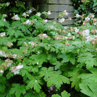 Bodziszek korzeniasty Geranium macrorrhizum' Spessart 
