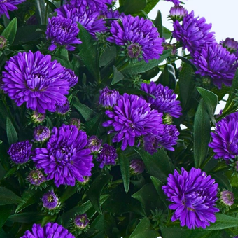 Aster, showmakers 