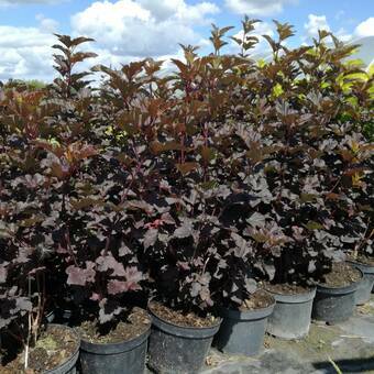 Pęcherznica 'Physocarpus opulifolius' Ametyst