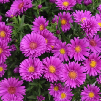 Aster, showmakers 