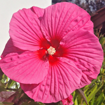 Hibiskus Bagienny 'Hibiscus moscheutos' Pink Chocolate