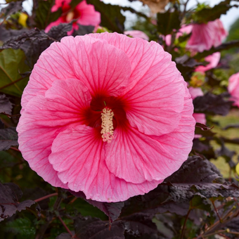 Hibiskus Bagienny 'Hibiscus moscheutos' Pink Jake (just pink)'