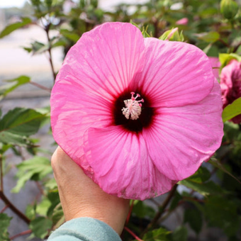 Hibiskus Bagienny 'Hibiscus moscheutos' Candy Crush