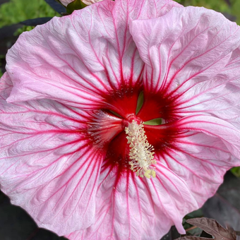 Hibiskus Bagienny 'Hibiscus moscheutos' Cherry choco latte