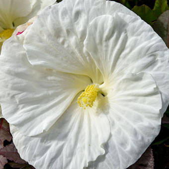 Hibiskus Bagienny 'Hibiscus moscheutos' Cookies and Cream