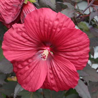 Hibiskus Bagienny 'Hibiscus moscheutos' Holy Grail