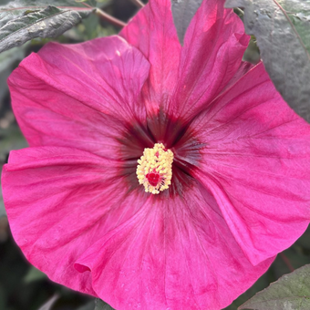 Hibiskus Bagienny 'Hibiscus moscheutos' Watermelon Ruffles