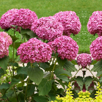 Hortensja Drzewiasta 'Hydrangea arborescens' Pink Annabelle