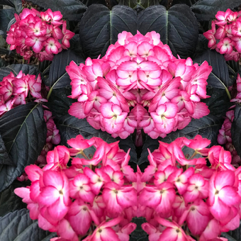 Hortensja Ogrodowa 'Hydrangea macrophylla' Eclipse