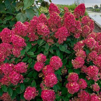 Hortensja Bukietowa 'Hydrangea panikulata' Fire light