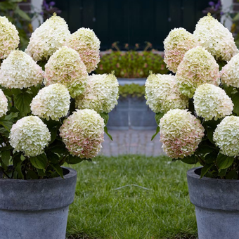 Hortensja Bukietowa 'Hydrangea panikulata' Skyfall
