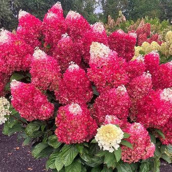 Hortensja Bukietowa 'Hydrangea panikulata' Pettie cherry