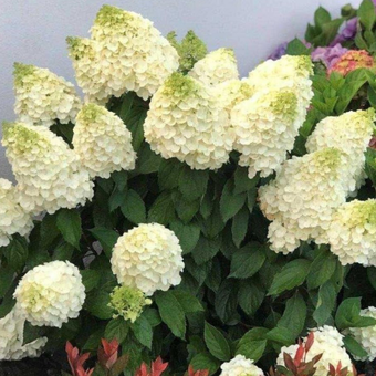 Hortensja Bukietowa 'Hydrangea panikulata' Little fresco