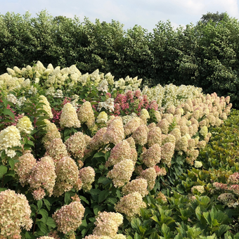 Hortensja Bukietowa 'Hydrangea panikulata' Magical candle