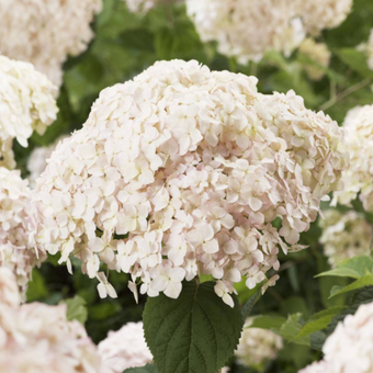Hortensja Drzewiasta 'Hydrangea arborescens' Marshalmallow