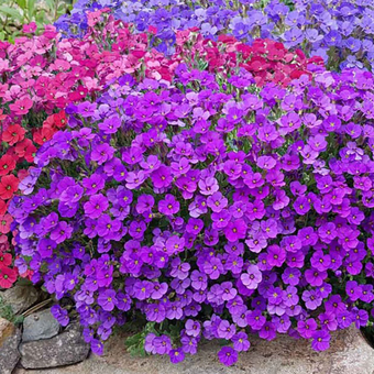Żagwin 'Aubrieta cultorum' Audrey Purple Shades