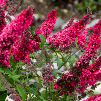 Budleja 'Buddleja daviddi '  Prince Charming