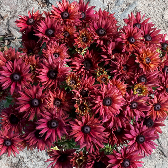 Rudbekia 'Rudbeckia' Flamenco True red