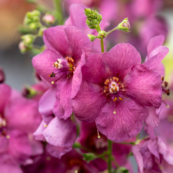 Dziewana ' Verbascum' Plum smokey