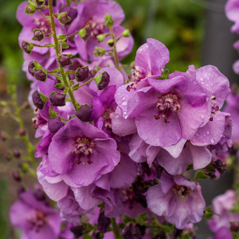 Dziewana ' Verbascum' Sugar plum