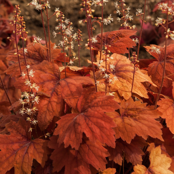 Żuraweczka 'Heucherella' Sweet tea