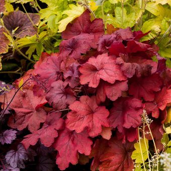 Żurawka 'Heuchera' Fire Alarm