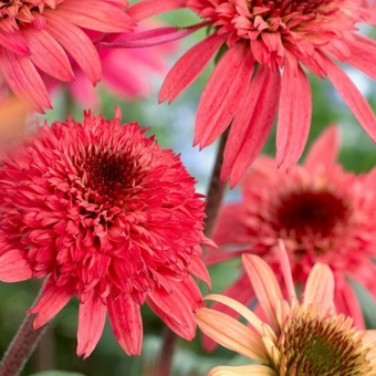 Jeżówka 'Echinacea' Raspberry Trumffle