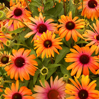 Jeżówka 'Echinacea' Rainbow marcella