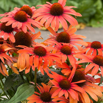 Jeżówka 'Echinacea' Julia