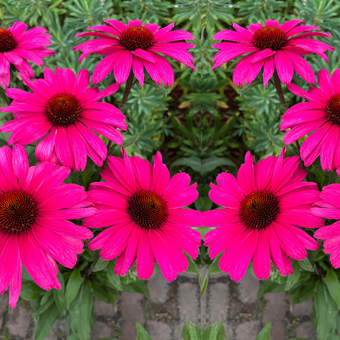 Jeżówka 'Echinacea' Sensonation Wild Romance