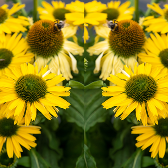 Jeżówka 'Echinacea' Pearl Yellow imp