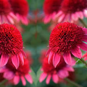 Jeżówka 'Echinacea' Sunny Days Ruby