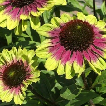 Jeżówka 'Echinacea' Sweet Sandia