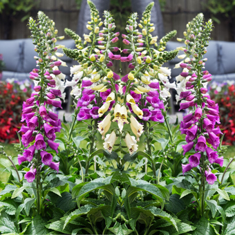 Naparstnica 'Digitalis'  Dottie purple