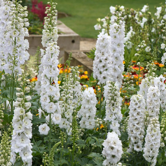 Naparstnica 'Digitalis'  Dottie white