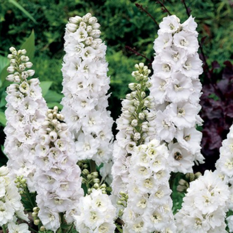 Ostróżka Ogrodowa 'Delphinium' Magic fountain pure White
