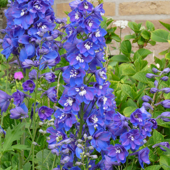 Ostróżka Ogrodowa 'Delphinium' Blue bird