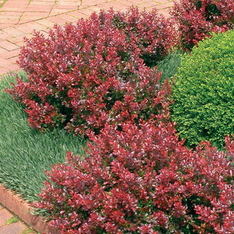 Berberys Czerwony 'Berberis'  Nana