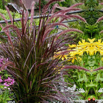 Rozplenica 'Pennisetum Alopecuroides' Rubrum