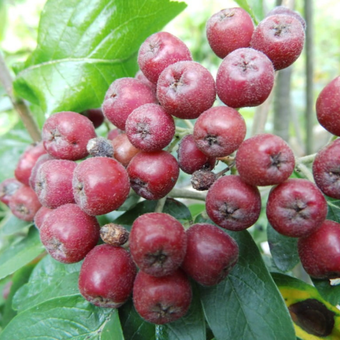 Jarzębina  'Sorbus' Burka