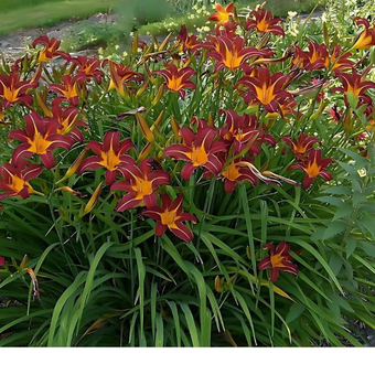 Liliowiec 'Hemerocallis' Autumn red
