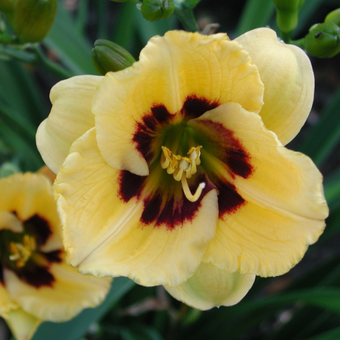 Liliowiec 'Hemerocallis' Janson salter