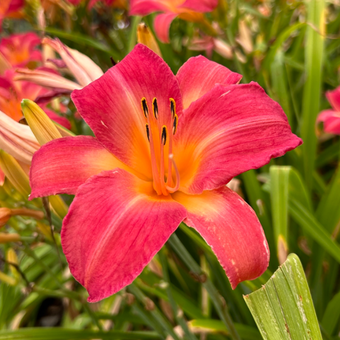 Liliowiec 'Hemerocallis' Cherry cheeks