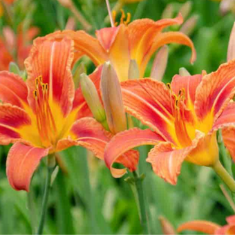 Liliowiec 'Hemerocallis' Europa