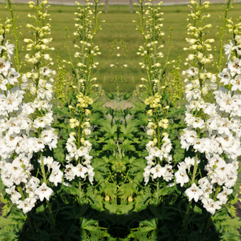 Ostróżka Ogrodowa 'Delphinium' Galahad