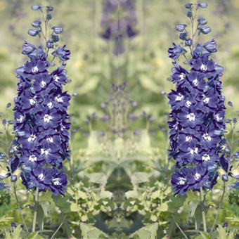 Ostróżka Ogrodowa 'Delphinium' King Arthur